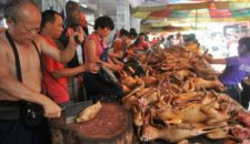 Đài Loan ban hành lệnh cấm người dân ăn thịt chó mèo