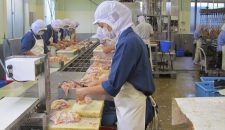 Tuyển 24 nữ làm thịt gà tại Đài Trung xuất cảnh cực nhanh
